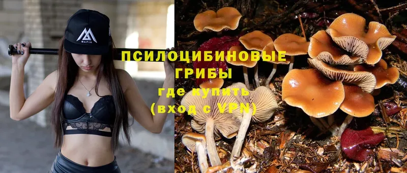 Псилоцибиновые грибы Psilocybe  Тюкалинск 